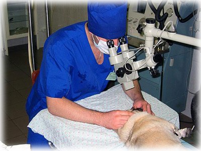 Офтальмологические заболевания животных